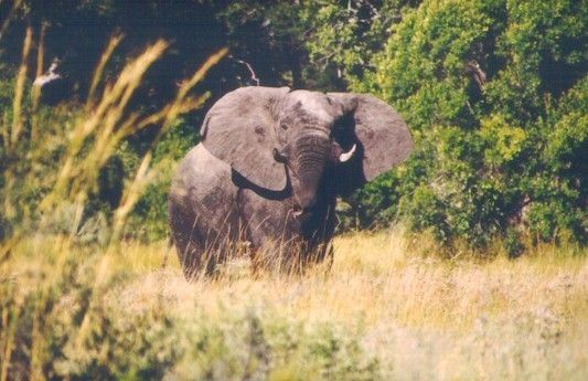 Elephant in South Africa
